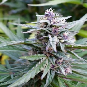 Hi-Biscus > Humboldt Seed Company